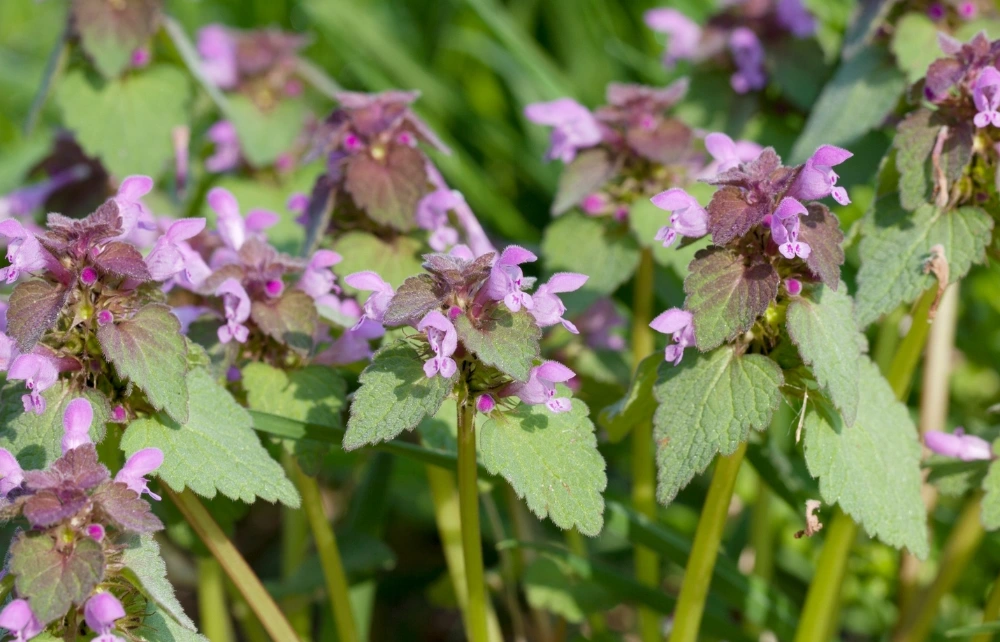 Purple Deadnettle
