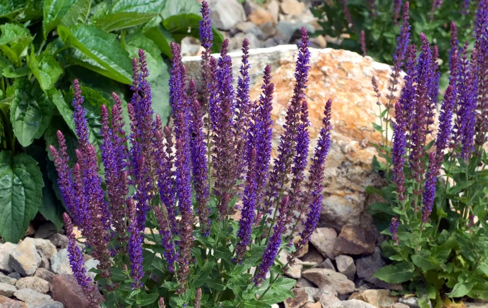 Purple Salvia