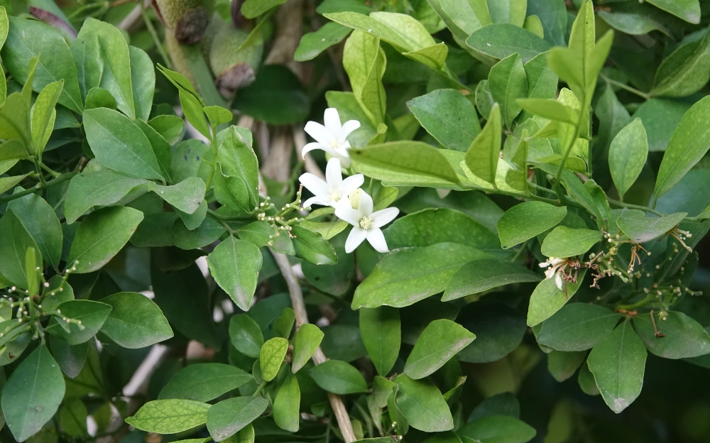 Raat ki Rani Cestrum nocturnum