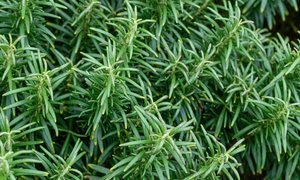 Rosemary