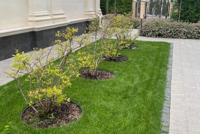 Sculpted Hedge Perimeter