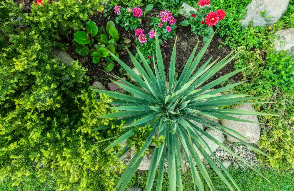 Spiky Yucca Plant