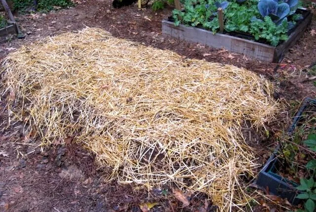 Straw-Blanketed Garden Mound