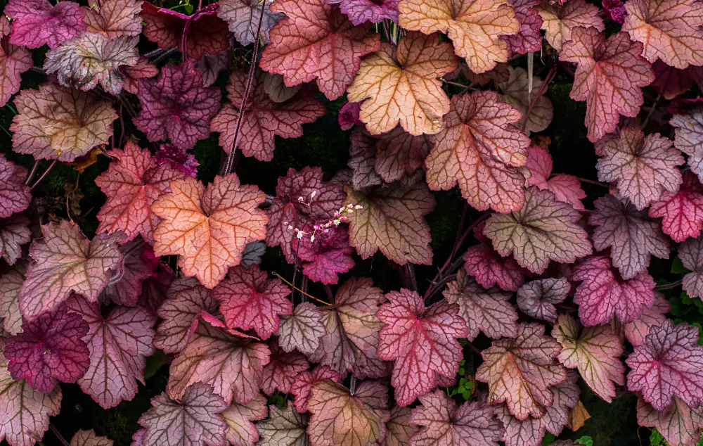 Textured Coral Bells