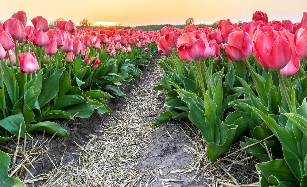 Tulips