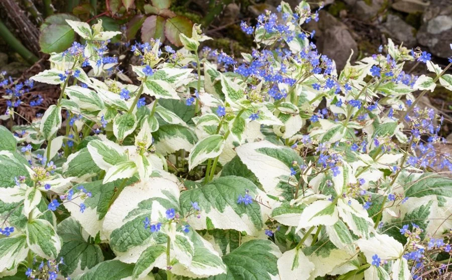 Variegated Siberian Bugloss