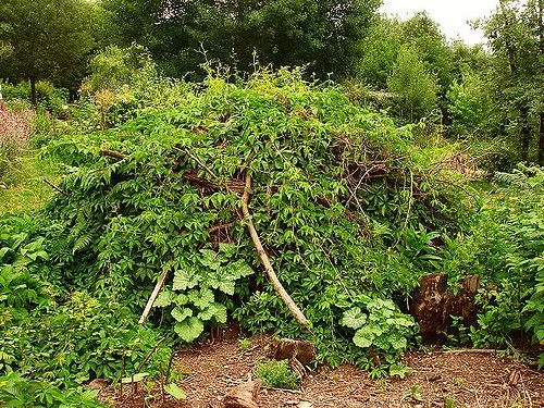 Vine Covered Log Brush Pile