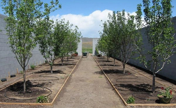 Walled Irrigation Rows