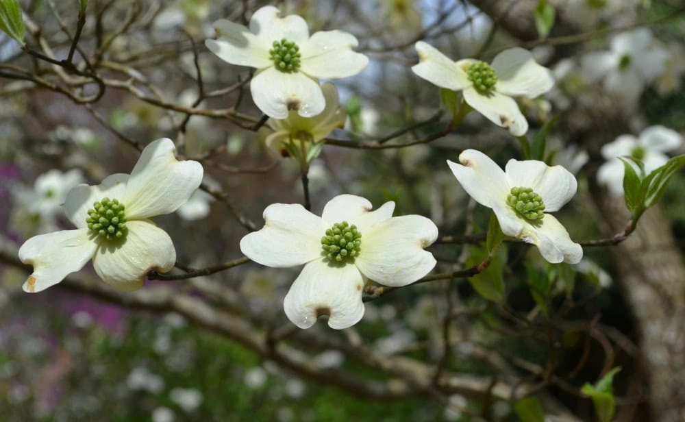 White Dogwood Blossoms