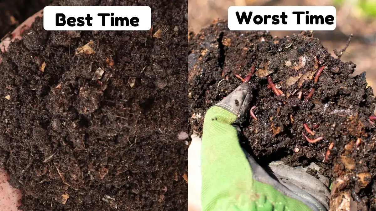 Why Summer Is Both the Best and Worst Time to Compost