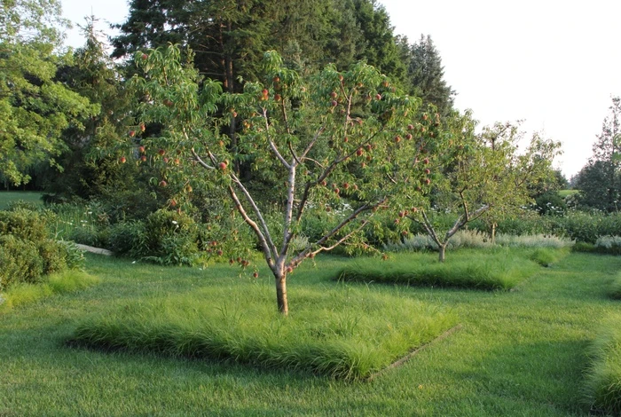 Wildflower Meadow Orchard