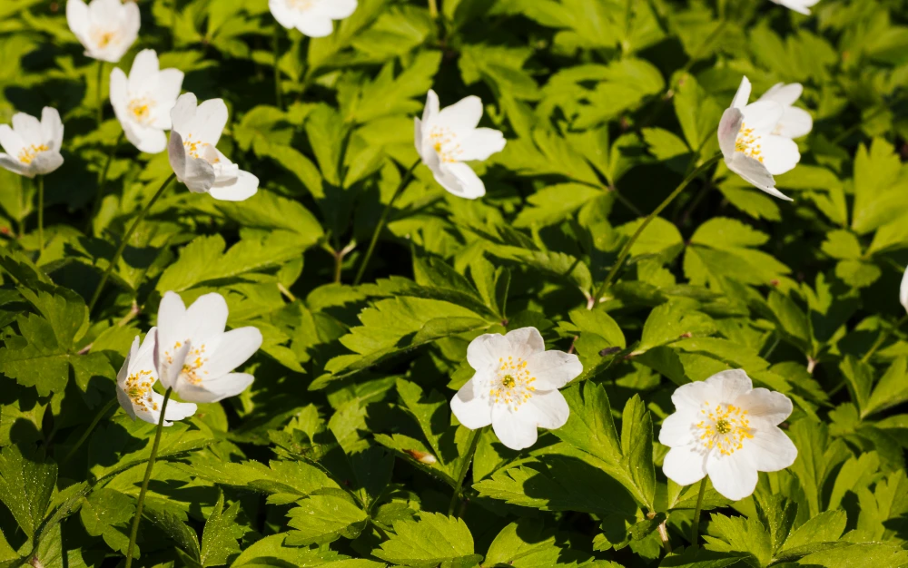 Wood Anemone