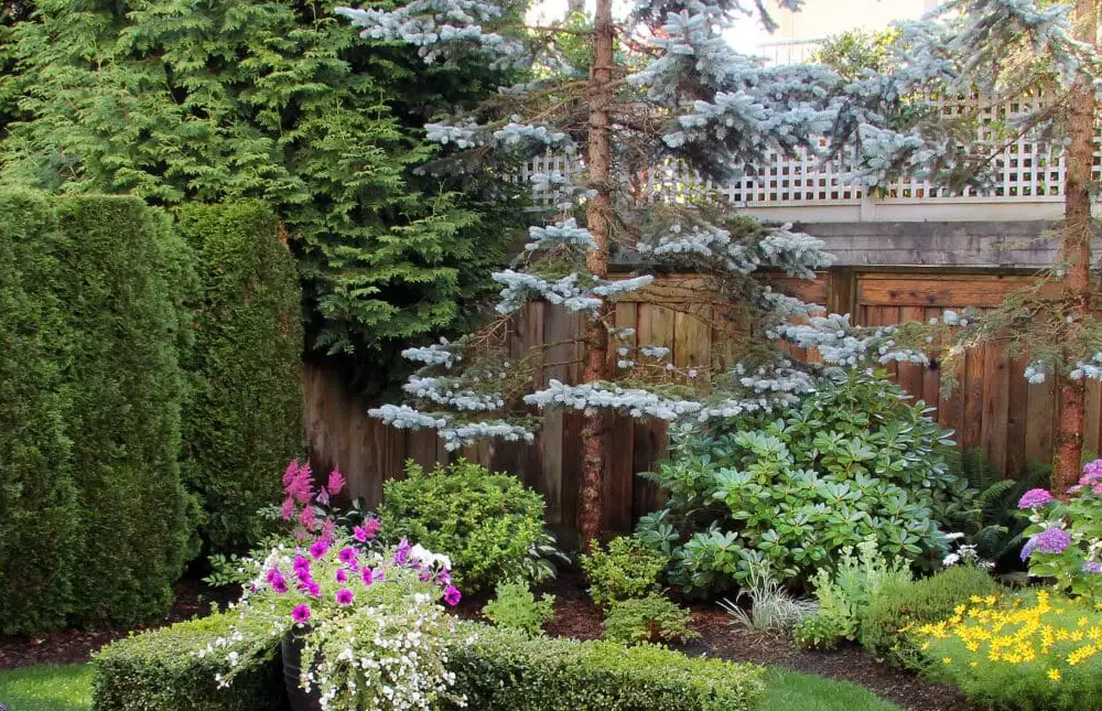 Blue Spruce Focal Point
