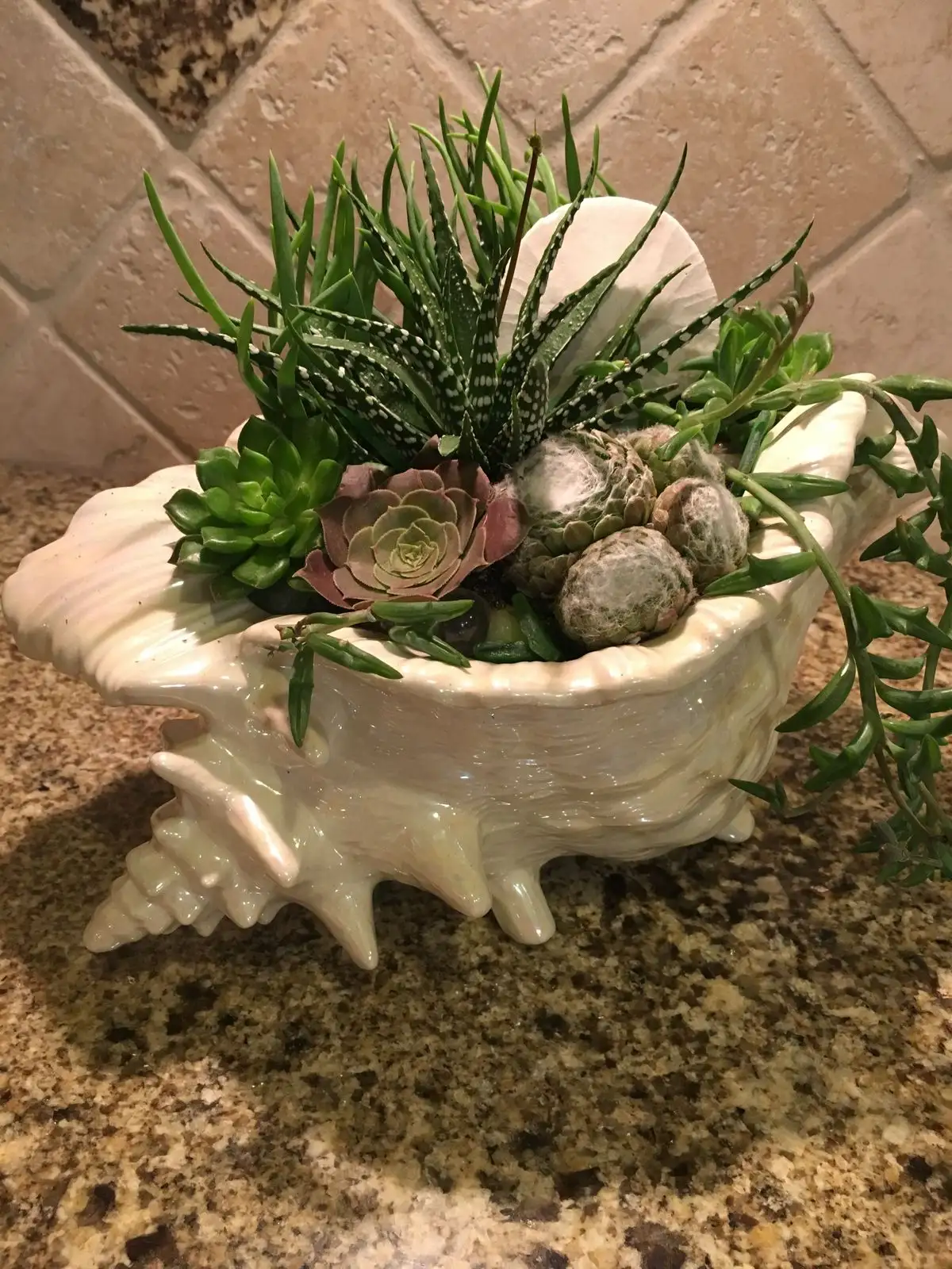 Elegant Conch Shell Planter