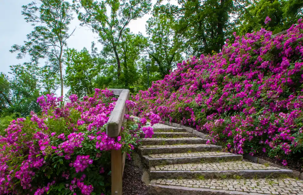 Magenta Hillside Steps