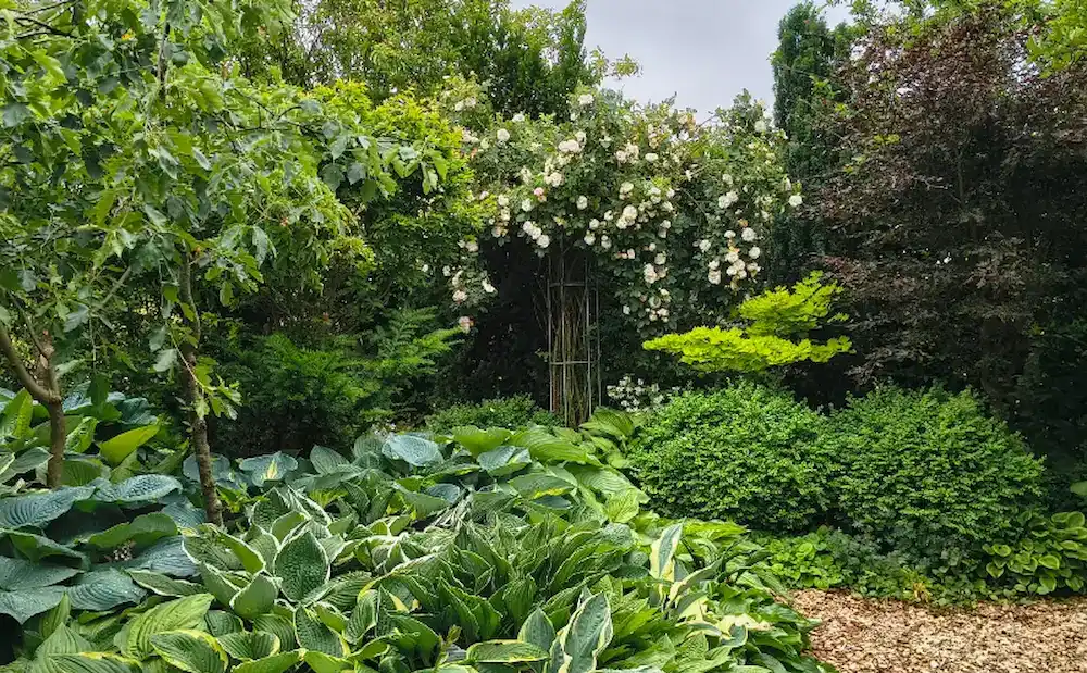 Secret Rose Pillar