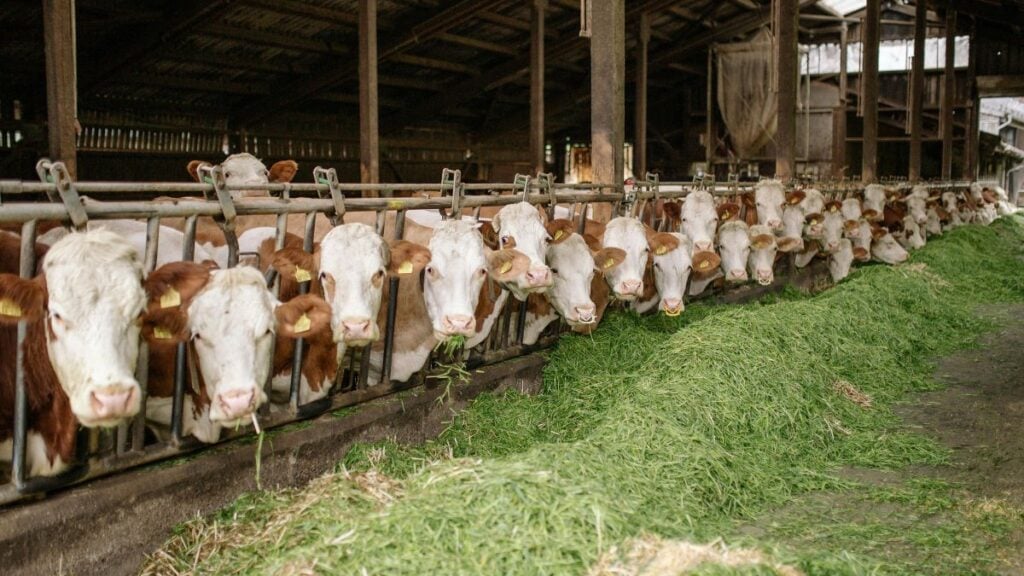Cattle Industry